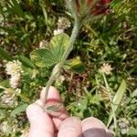 Trifolium incarnatumLeaf