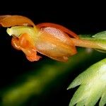 Liparis gibbosa Blüte