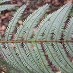 Enterolobium schomburgkii Leaf