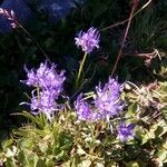 Phyteuma charmelii Flower