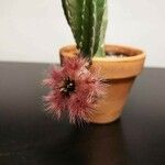 Stapelia hirsuta Λουλούδι