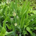 Iris pumila 葉