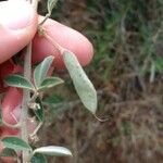 Chamaecytisus proliferफल