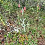 Fritillaria gentneri Hábito