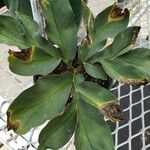 Amorphophallus pygmaeus Leaf