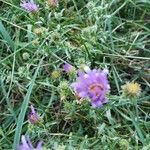 Machaeranthera tanacetifolia Flor