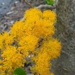 Azara dentata Blodyn