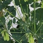 Thalictrum aquilegiifolium Fruit