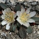 Lewisia kelloggii Flower