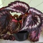 Begonia rex Leaf