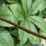 Rodgersia aesculifolia Corteza