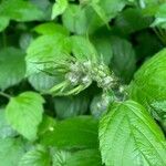 Rubus nemorosus Flower