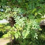 Caragana arborescens 葉