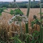 Heracleum sphondyliumКвітка