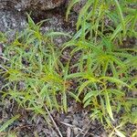 Artemisia dracunculus Leaf