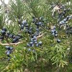 Juniperus virginiana Deilen