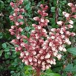 Pieris japonica Floare