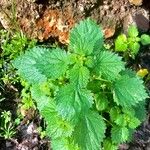 Urtica membranacea Листок