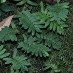 Pleopeltis polypodioides Fuelha