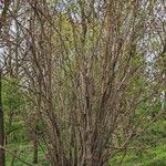 Corylus maxima Habitat