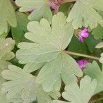 Geranium rotundifolium Frunză