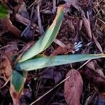 Agave guiengola Hoja