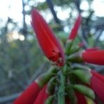 Erythrina corallodendrum Bloem