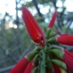 Erythrina corallodendrum 花