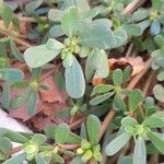 Portulaca oleracea 葉