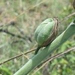 Albuca abyssinica Fruit