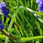 Muscari botryoides Folla