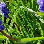 Muscari botryoides برگ