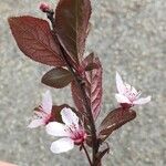 Prunus cerasiferaFlower