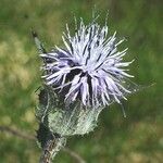 Carthamus caeruleus 花