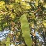 Albizia harveyi Fruit