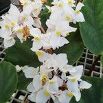 Begonia spp. Fleur