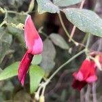 Kennedia rubicunda Flower