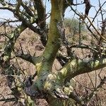 Commiphora schimperi Bark