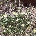 Erigeron lonchophyllus Habit