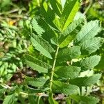 Sorbus domestica Leaf