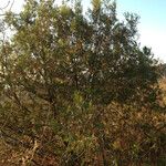 Juniperus deppeana Habit