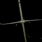 Strychnos wallichiana Corteza