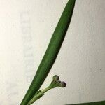 Iberis linifolia Mosusu