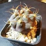 Gymnocalycium pflanzii 葉