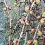 Larix laricina Плід