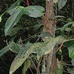Anthurium subsignatum Alkat (teljes növény)