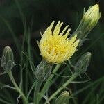Scorzonera aristata 花