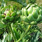 Cynara cardunculus Virág