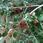 Ilex vomitoria Плод