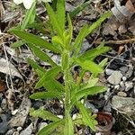 Linaria supina Habitus